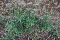 Senecio scandens incisus