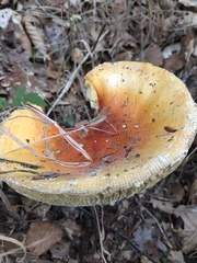 Russula decolorans