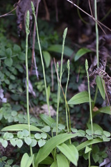 Peristylus tentaculatus