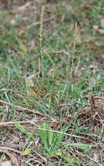 Plantago debilis