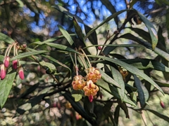 Pittosporum bicolor