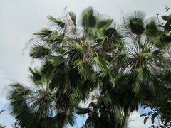 Copernicia prunifera