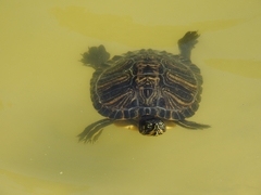 Trachemys scripta scripta