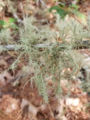 Usnea strigosa