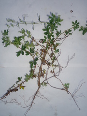 Alchemilla procumbens