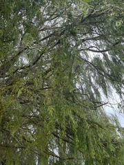 Salix babylonica