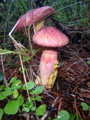 Suillus asiaticus