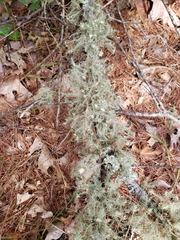 Usnea strigosa