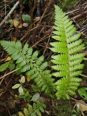 Polystichum braunii