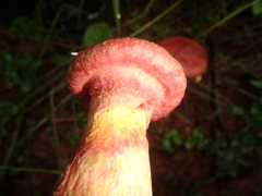 Suillus asiaticus