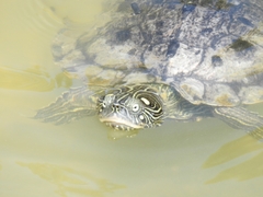 Graptemys ouachitensis