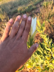 Mentzelia decapetala