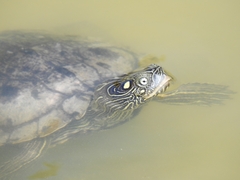 Graptemys ouachitensis