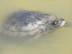 Graptemys ouachitensis