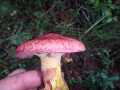 Suillus asiaticus