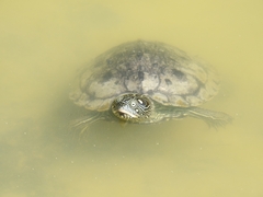 Graptemys ouachitensis