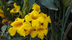 Adenocalymma bracteatum