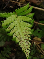 Polystichum braunii