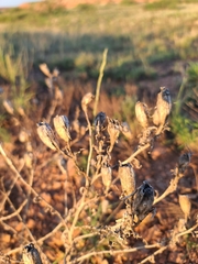Mentzelia decapetala