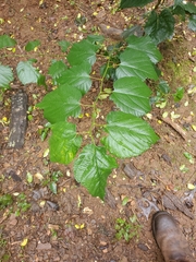 Morus rubra