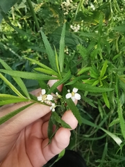 Achillea salicifolia