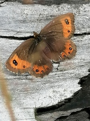 Erebia montanus