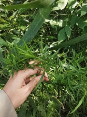 Achillea salicifolia