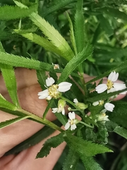 Achillea salicifolia