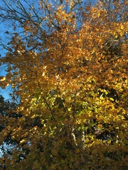 Acer grandidentatum