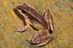 Odorrana versabilis
