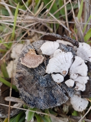 Schizophyllum commune