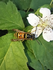 Vespula rufa