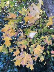 Acer grandidentatum