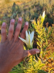 Mentzelia decapetala