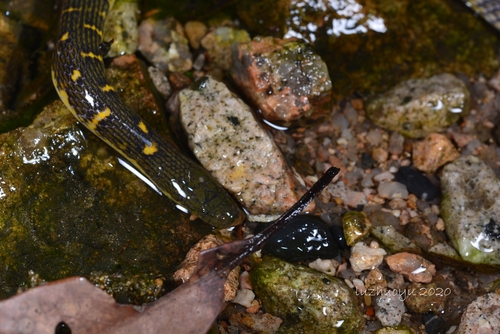Photo of a Opisthotropis cheni (Opisthotropis cheni)