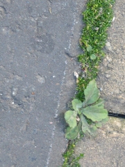 Tracheophyta