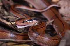 Oreocryptophis porphyraceus