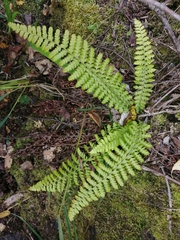 Polystichum braunii
