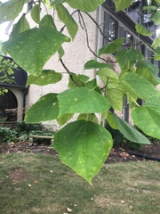 Catalpa bignonioides