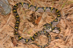 Euprepiophis mandarinus