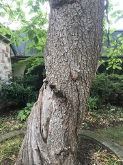 Catalpa bignonioides