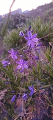 Pasithea caerulea