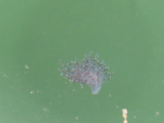Dendronotus iris