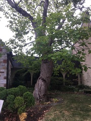Catalpa bignonioides