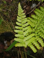 Polystichum braunii