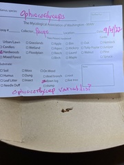 Ophiocordycipitaceae