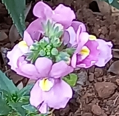Nemesia fruticans