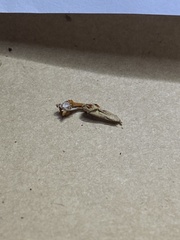 Ophiocordycipitaceae