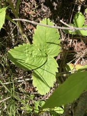 Fragaria