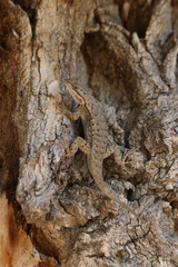 Sceloporus tristichus